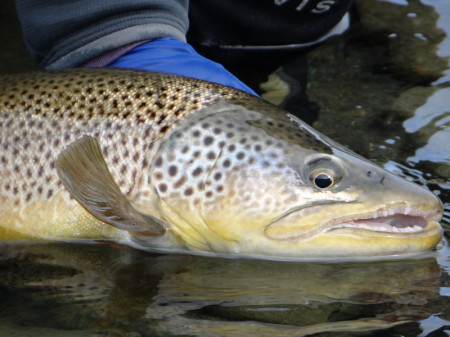 Brown trout_Mossburn